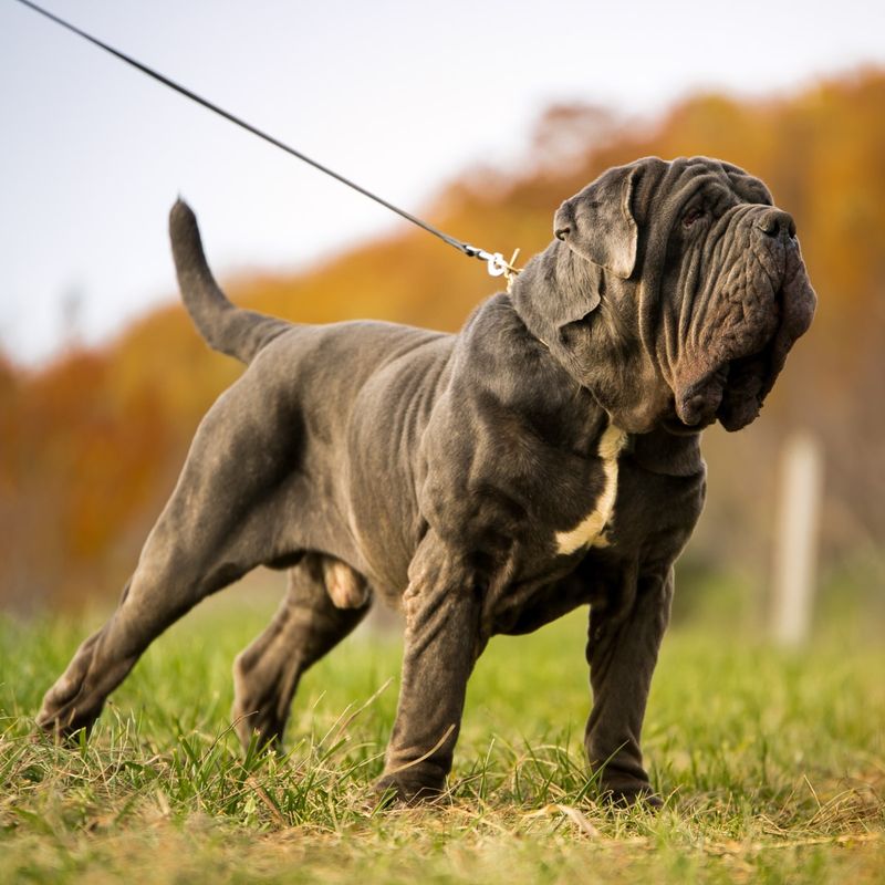 Neapolitan Mastiff