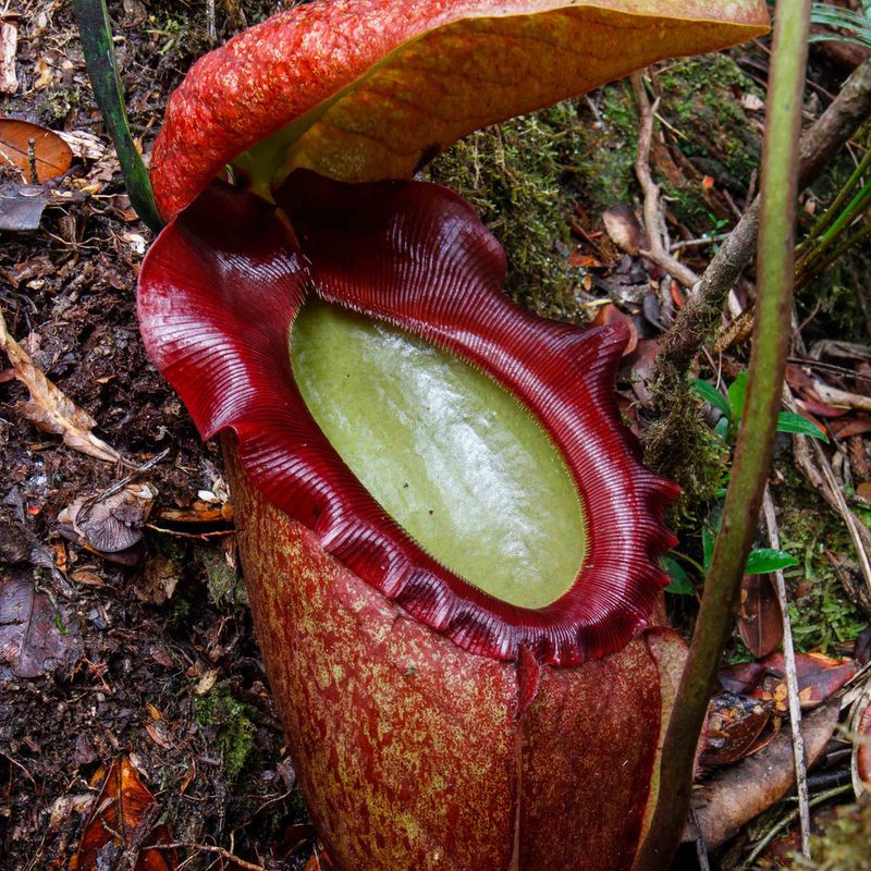 Nepenthes rajah