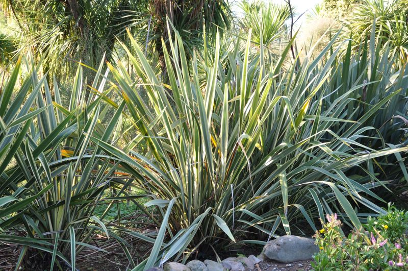 New Zealand Flax