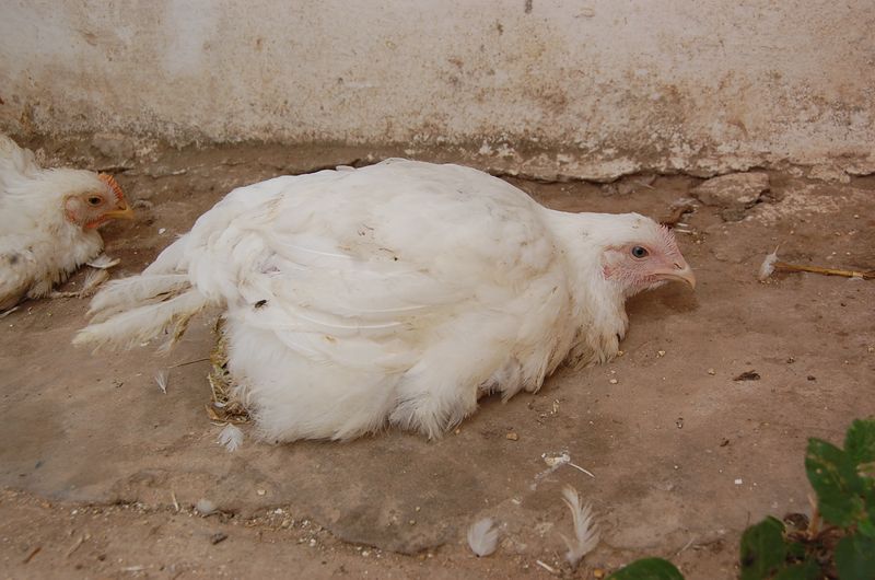 Newcastle Disease