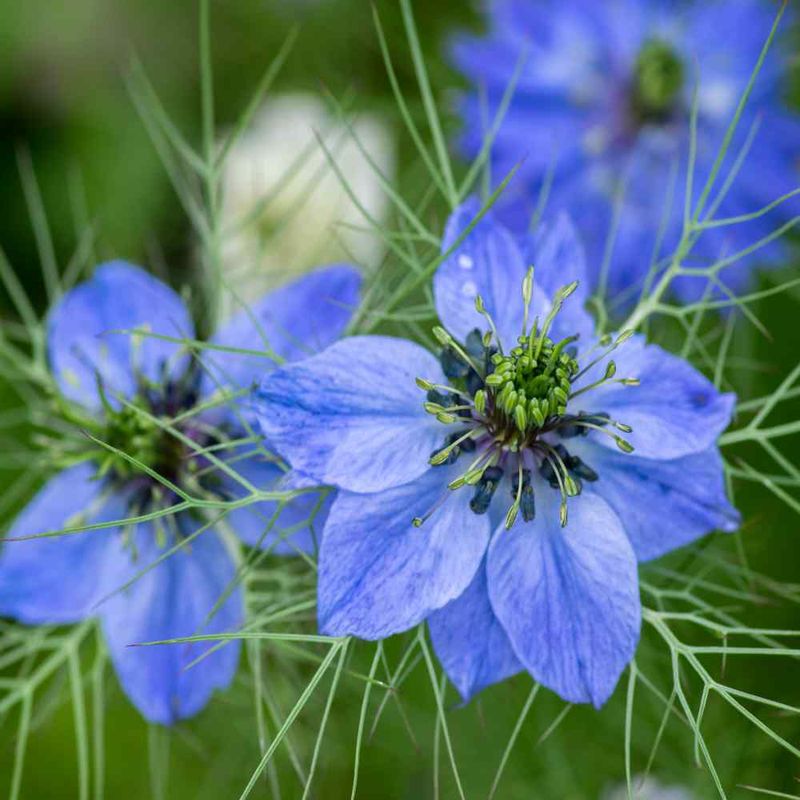 Nigella