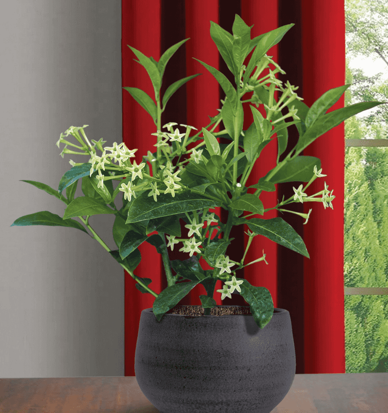 Night-Blooming Jasmine (Cestrum nocturnum)