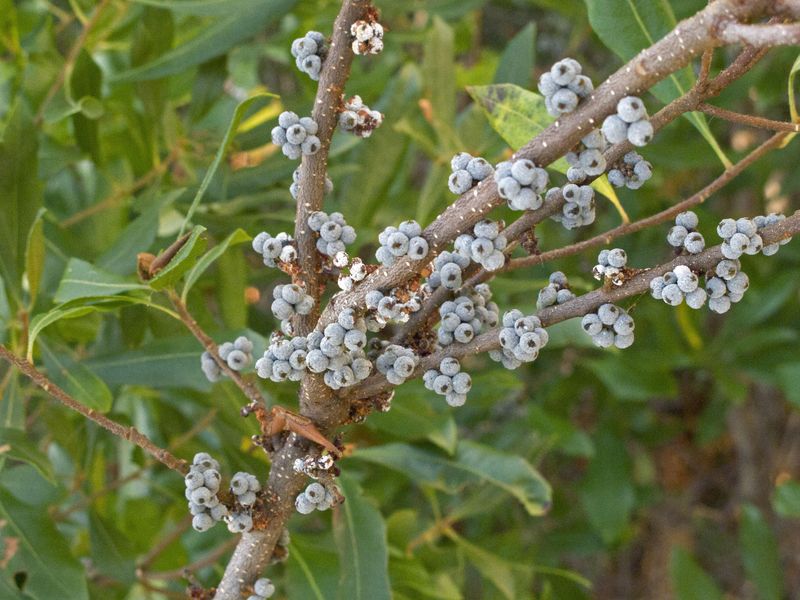 Northern Bayberry