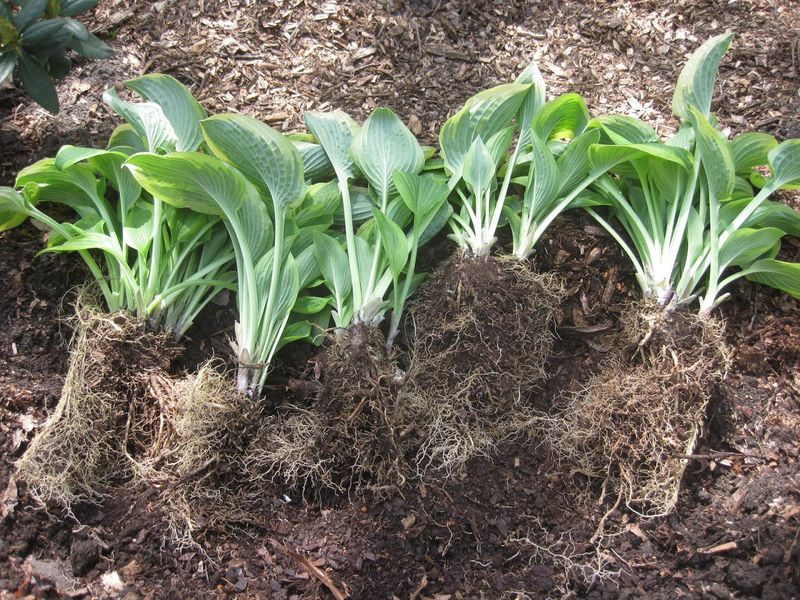 Not Dividing Hostas