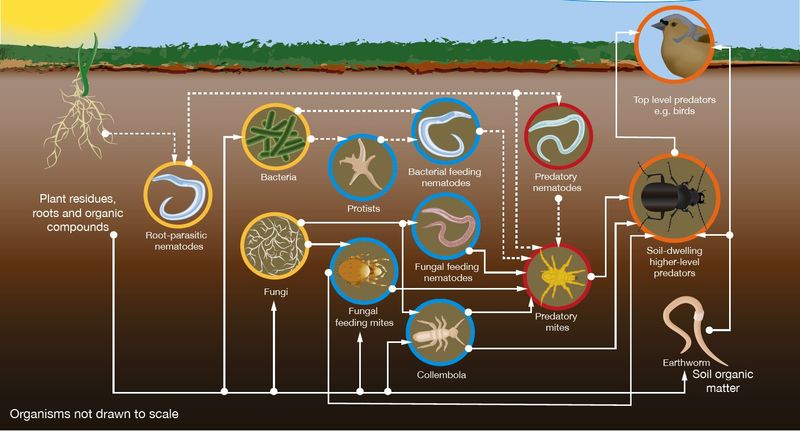 Nutrient Cycling