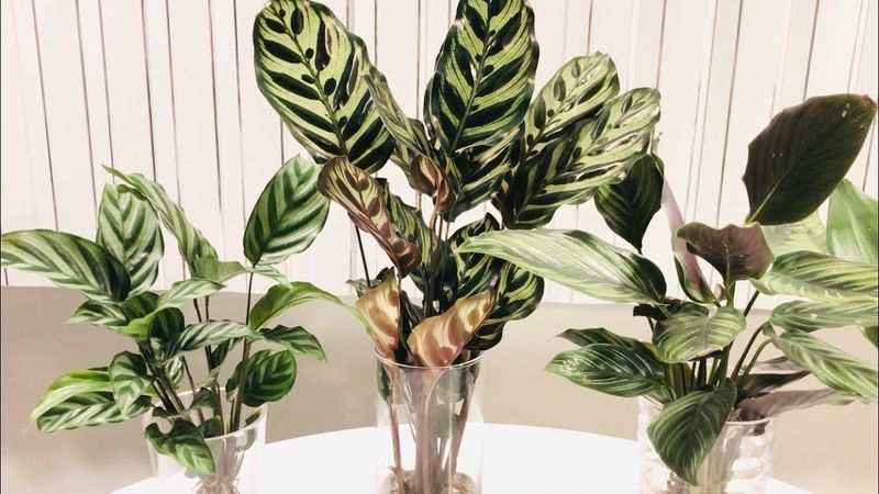 Nutrient Solutions for Calatheas