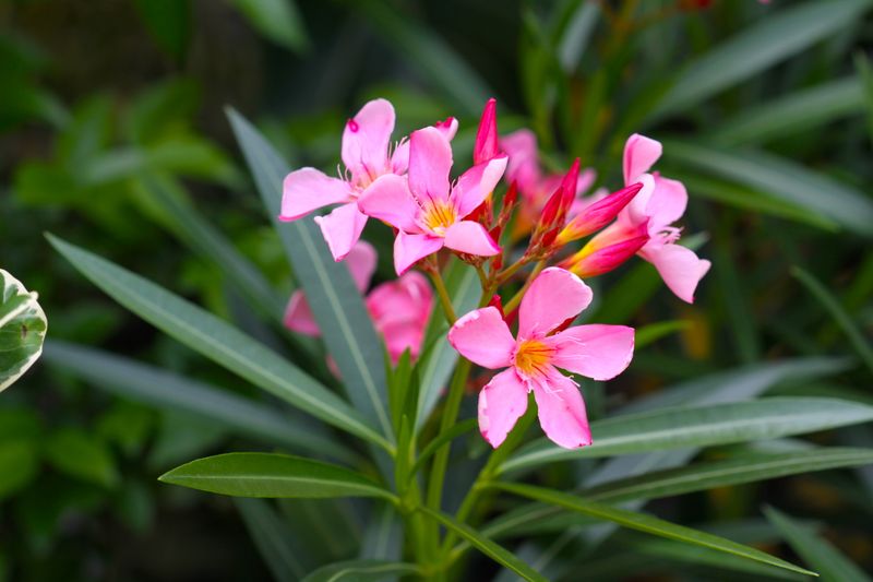 Oleander