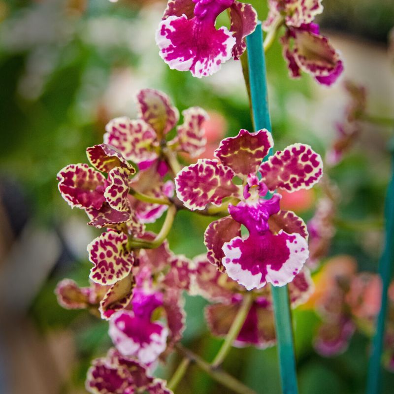 Oncidium Orchid