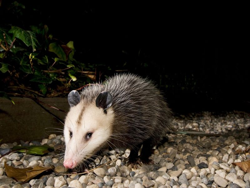 Opossum