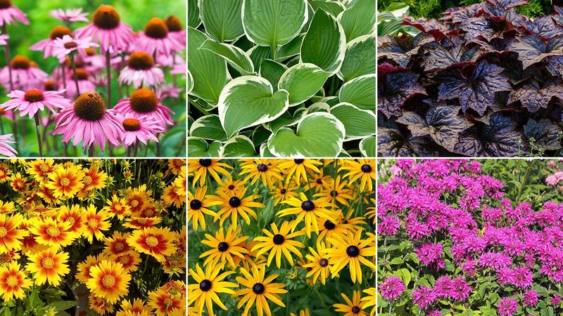 Opt for Perennials