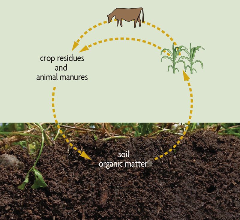 Organic Matter