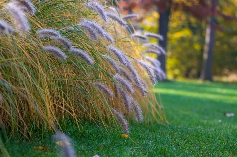 Ornamental Grasses