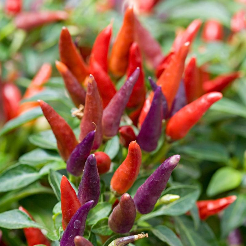 Ornamental Pepper Plant