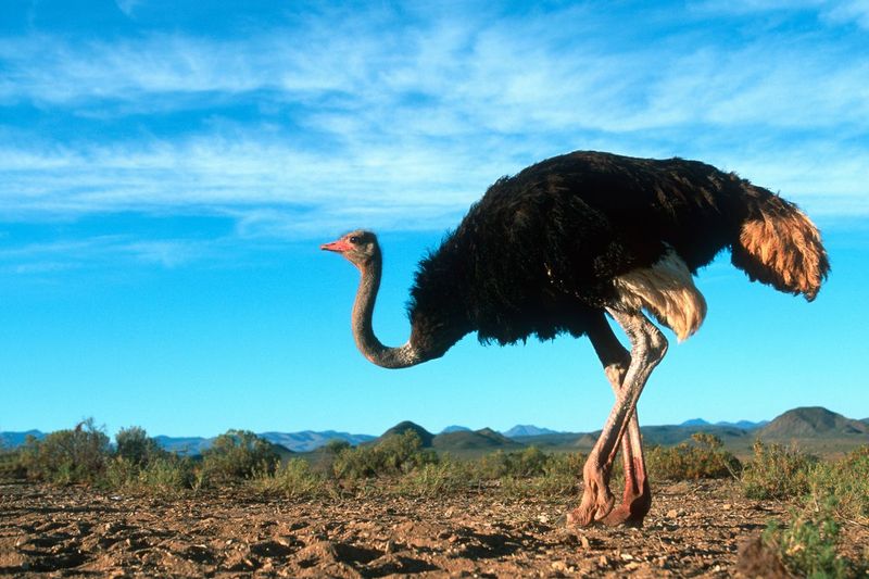 Ostriches bury their heads in the sand