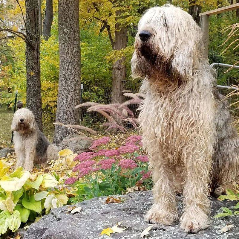 Otterhound