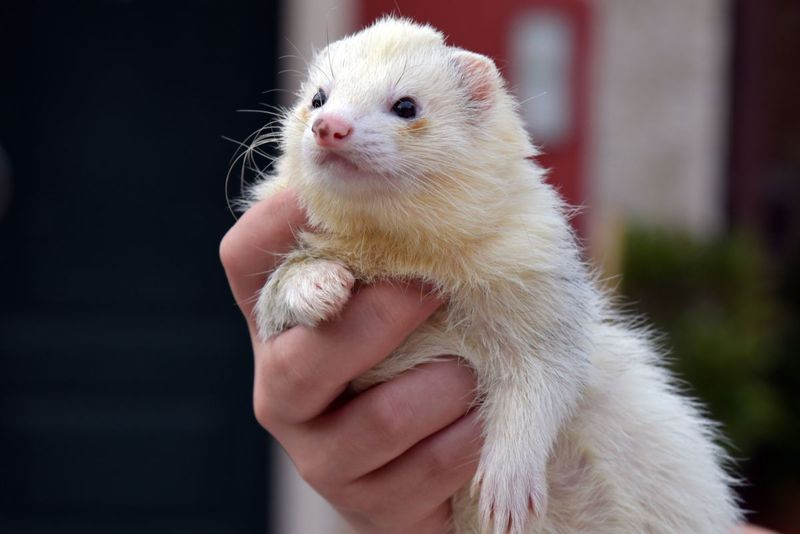 Owning an Unlicensed Ferret in California