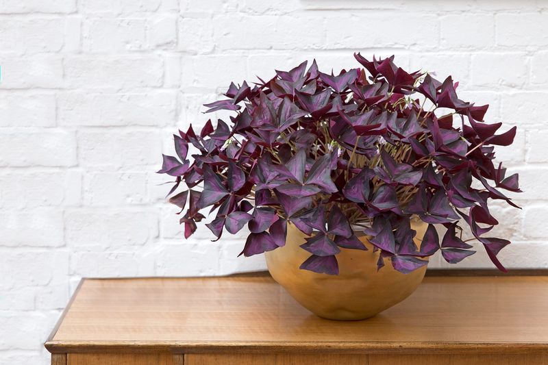 Oxalis Triangularis