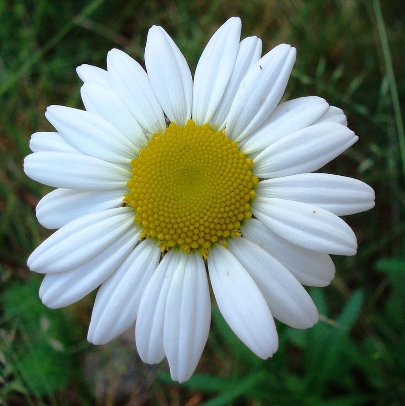 Oxeye Daisy