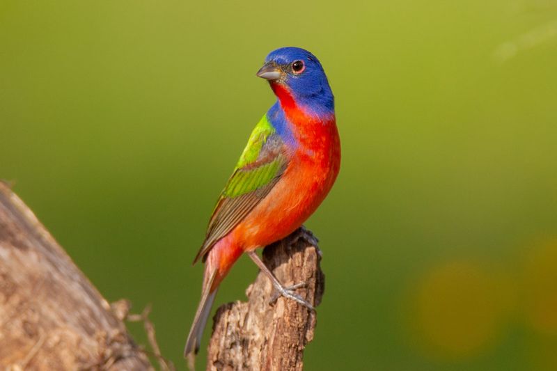 Painted Bunting