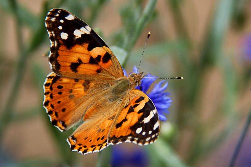 Painted Lady