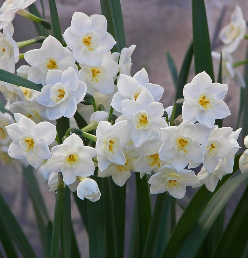 Paperwhite Narcissus