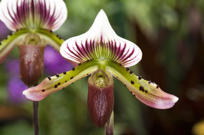 Paphiopedilum Orchid