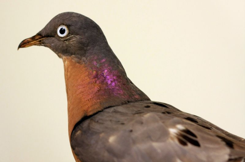 Passenger Pigeon