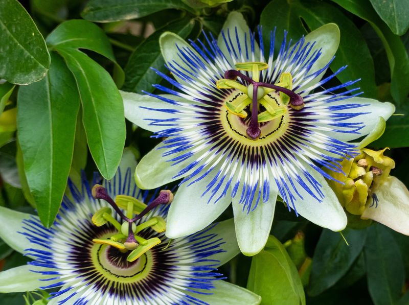 Passionflower