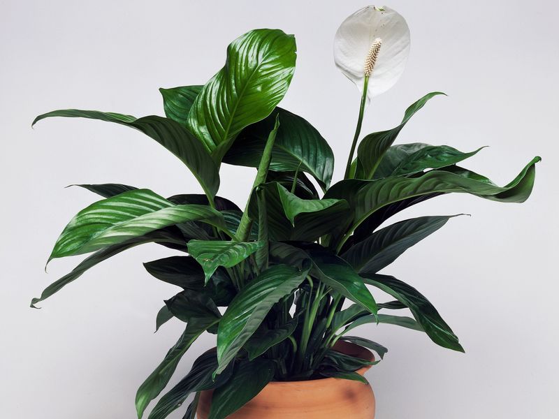 Peace Lily Perks