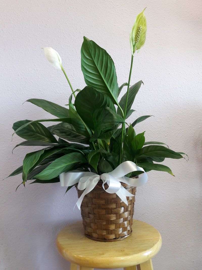 Peace Lily (Spathiphyllum)