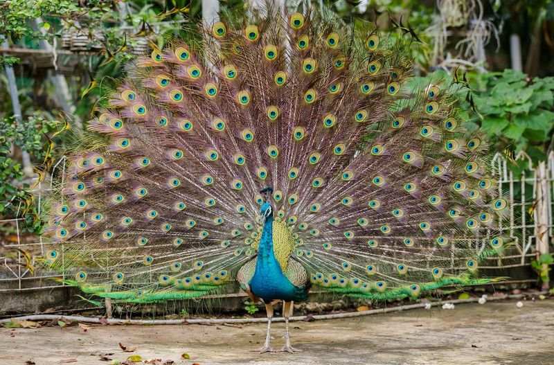 Peacock