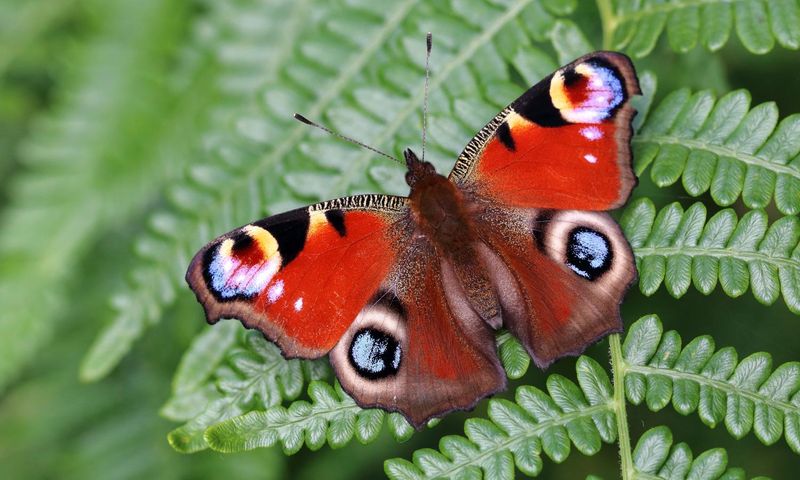 Peacock Butterfly