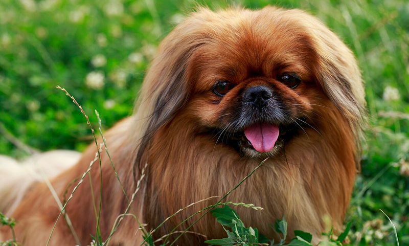 Pekingese