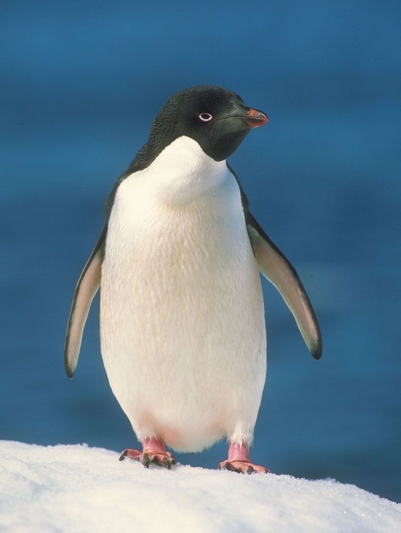 Penguin