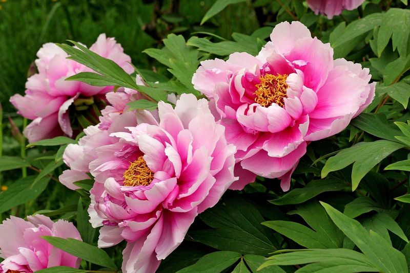 Peonies