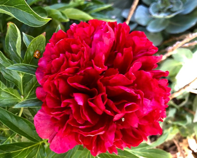 Peony (Paeonia)