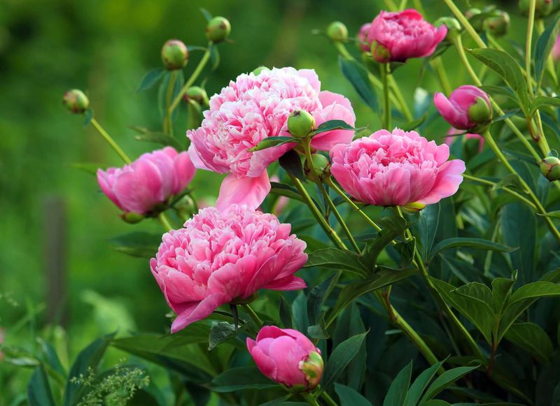 Peony