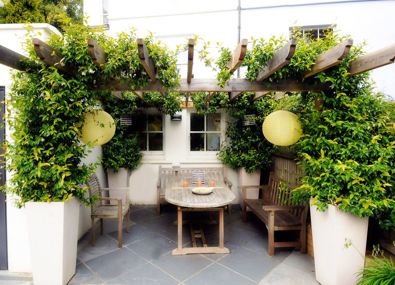 Pergola with Climbing Plants