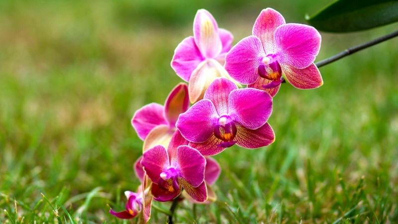 Phalaenopsis Orchid