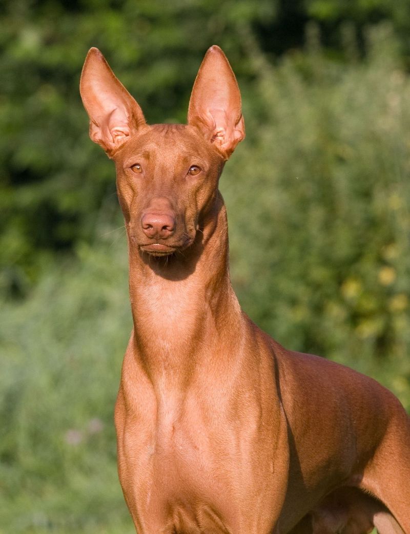 Pharaoh Hound