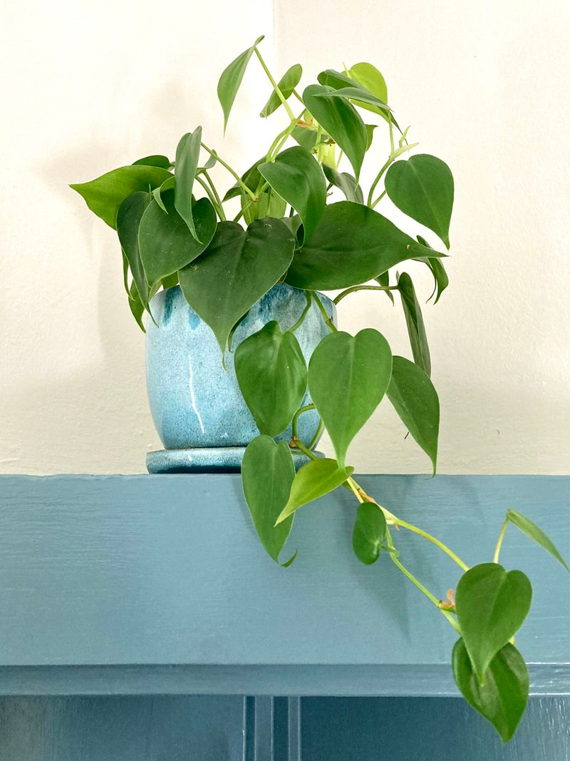 Philodendron