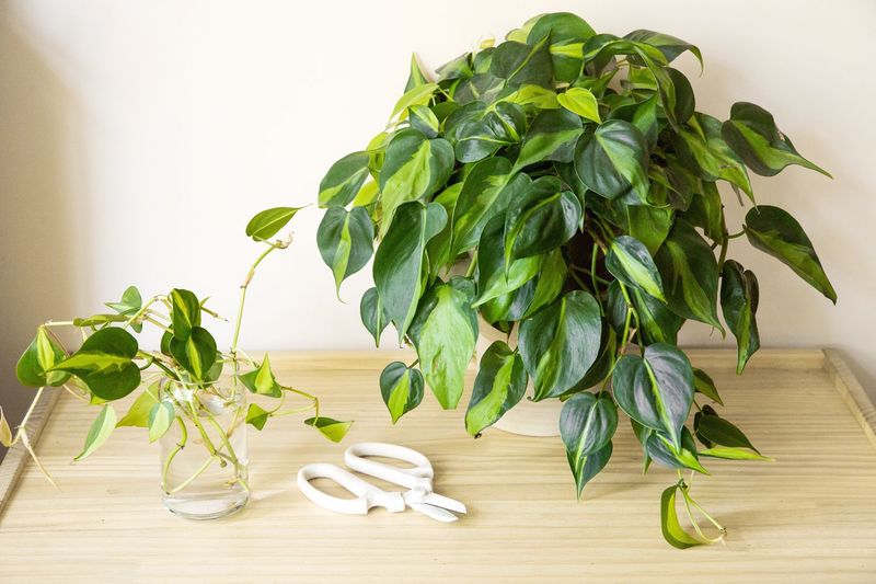 Philodendron