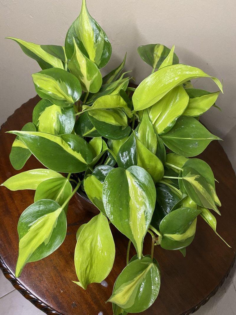 Philodendron Brasil