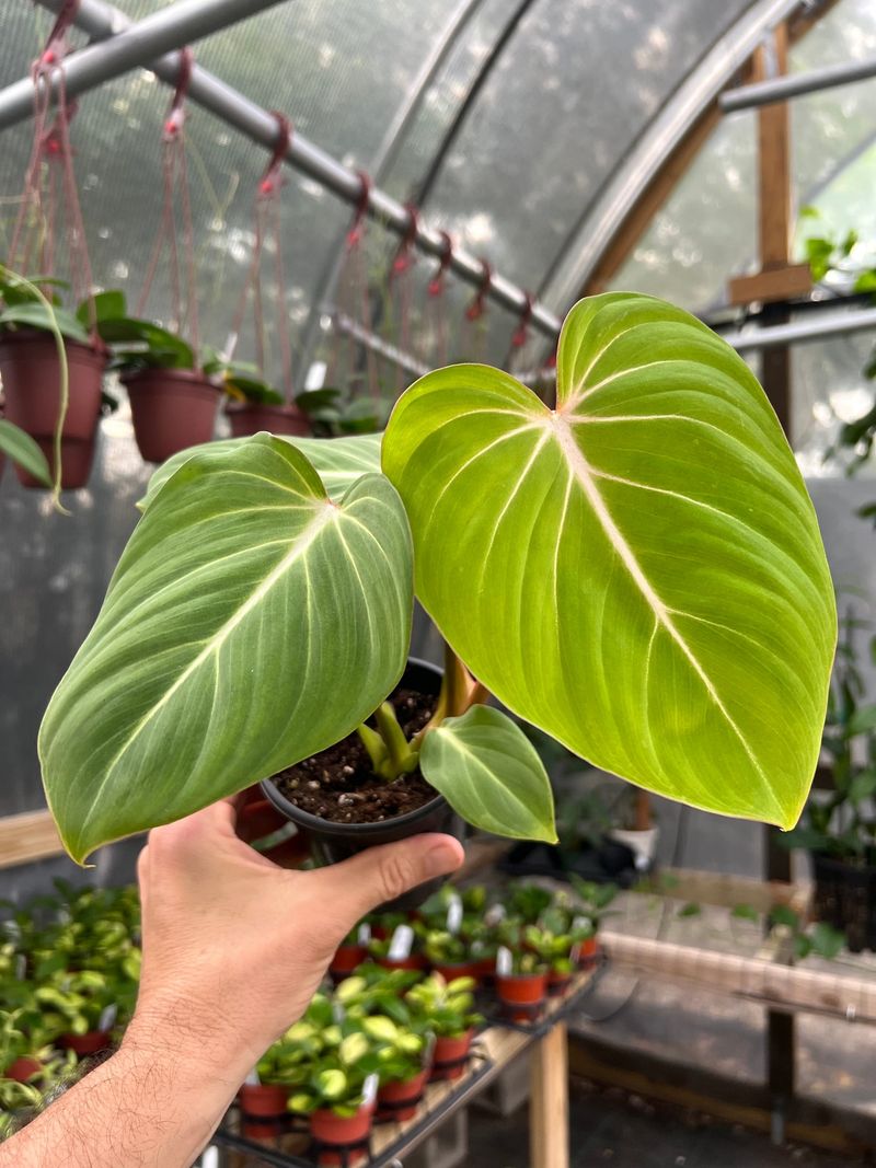 Philodendron gloriosum