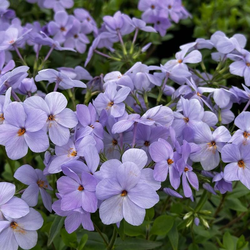 Phlox