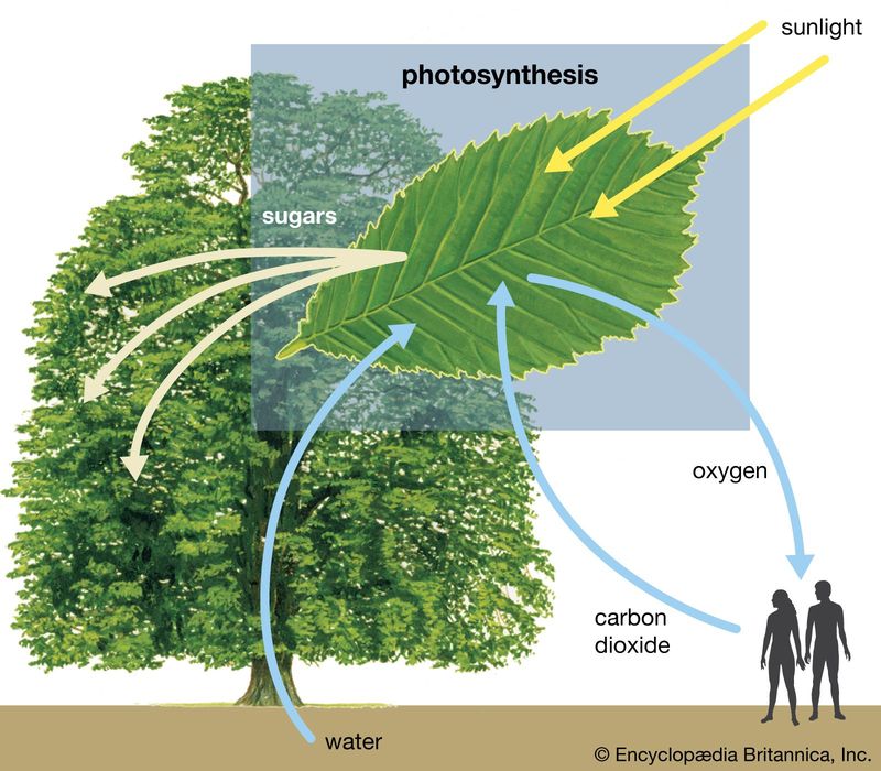 Photosynthesis Process