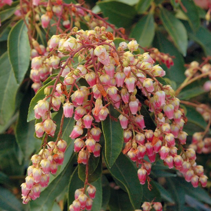 Pieris Japonica