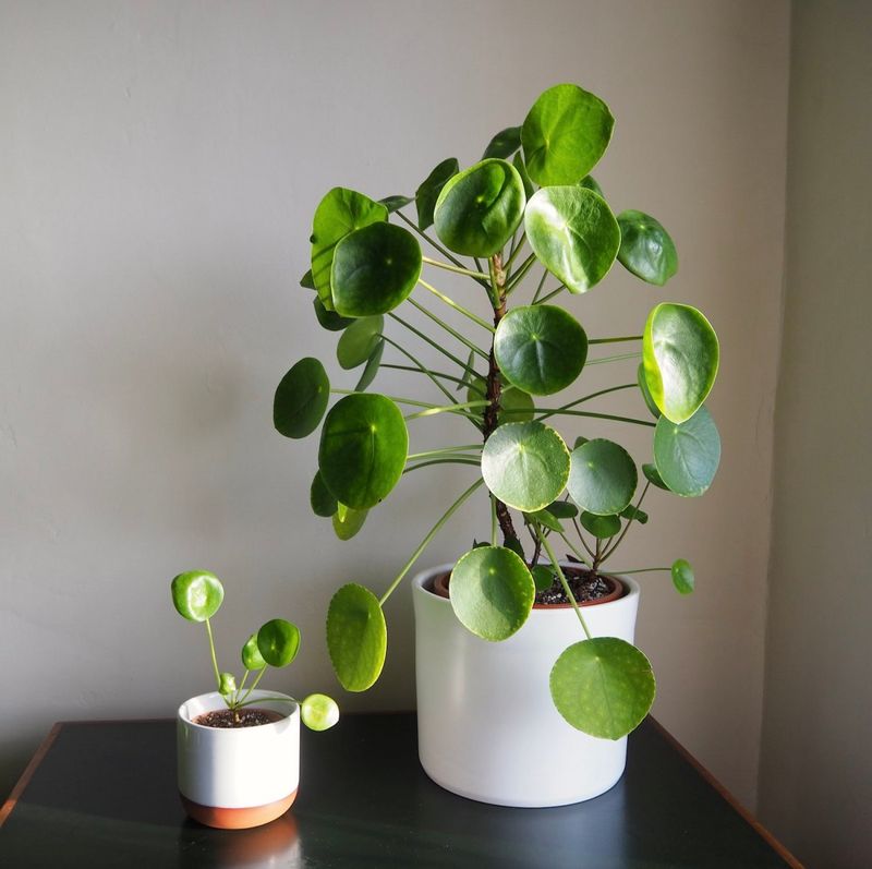 Pilea