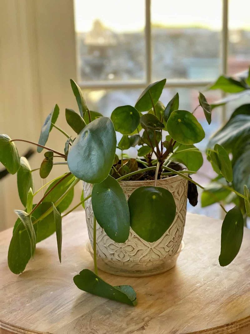 Pilea Peperomioides