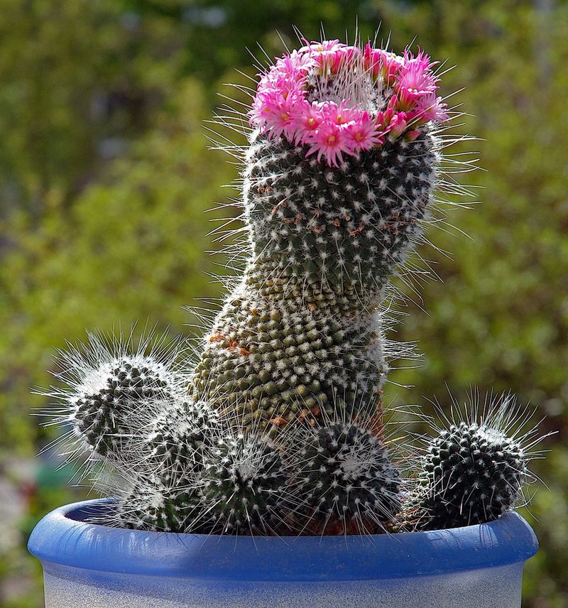 Pincushion Cactus (Mammillaria)